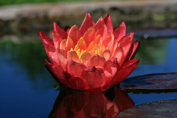A nymphaea flower has opened up right now