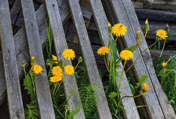 Yellow dandelion flowers grown through the slits of old boards