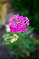 Obraz premium Garden phlox (Phlox paniculata), vivid summer flowers. Blooming branches of phlox in the garden on a sunny day. Soft blurred selective focus.