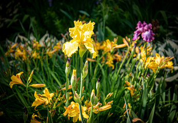 Obraz premium yellow daffodils in spring