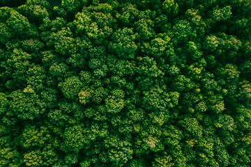 Summer in forest aerial top view. Mixed forest, green deciduous trees. Soft light in countryside...