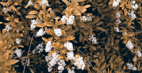 Romantic yellow flowers on branches