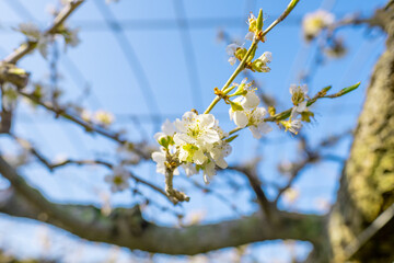 スモモの花