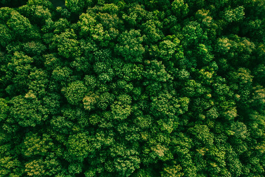 Summer in forest aerial top view. Mixed forest, green deciduous trees. Soft light in countryside woodland or park. Drone shoot above colorful green texture in nature