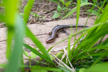 Japanese lizard crawling on the wood.