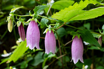 Spotted bellflowers blooming in early summer.