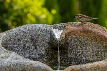 Spatz, Haussperling beim baden im Brunnen 