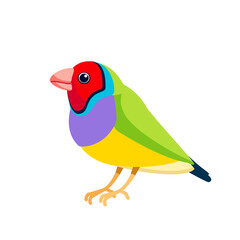 Gouldian finch or Lady Gouldian finch, Gould's finch or the rainbow finch, is a colourful passerine bird that is native to Australia. Exotic Bird Cartoon flat vector illustration isolated on white
