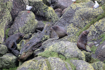 Fur Seals at Cape Foulwind, near Westport New Zealand