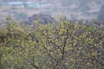 Capturing the Bird  (Nature - Cheaper than therapy)