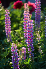 beautiful lupine flowers at sunset time in the summer garden. purple-pink flowers on a background of emerald greenery. selective focus, colorful nature background