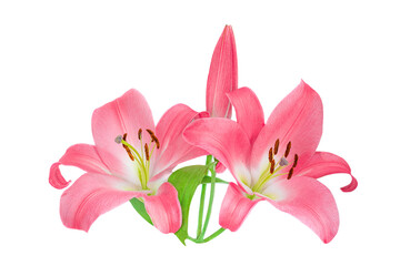 Obraz na płótnie Canvas Pink Lily flower isolated on white background. Beautiful tender Lilly.