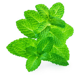 Fresh spearmint leaves isolated on the white background. Melissa or peppermint close up. Pepper mint macro .