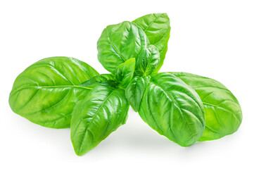 Fresh organic basil leaves isolated on white background. Sweet Genovese basil close up.