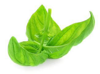 Fresh green basil leaves isolated on white background, top view. Basil herb  .