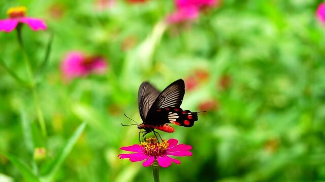 HD 1080p super slow Byasa adamsoni adamsoni (Grose-Smith, 1886) : Adamson&rsquo;s Rosethai butterfly in pasture flowers Insect outdoor nature green backgound