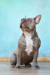 Fototapeta premium Lilac brindle French Bulldog dog with yellow eyes sitting in front of blue wall