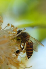 bee on a flower