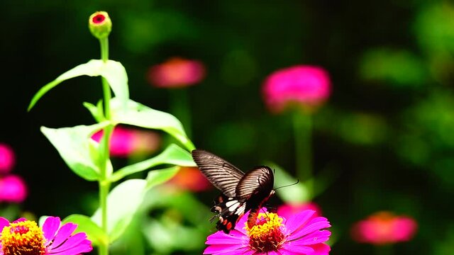 HD 1080p super slow Byasa adamsoni adamsoni (Grose-Smith, 1886) : Adamson&rsquo;s Rosethai butterfly in pasture flowers Insect outdoor nature green backgound