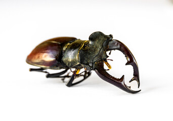 European stag beetle on white background