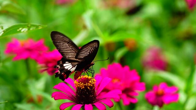 HD 1080p super slow Byasa adamsoni adamsoni (Grose-Smith, 1886) : Adamson&rsquo;s Rosethai butterfly in pasture flowers Insect outdoor nature green backgound