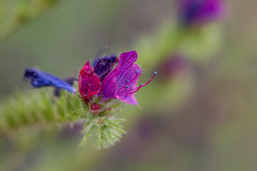 flor violeta con tallo verde 