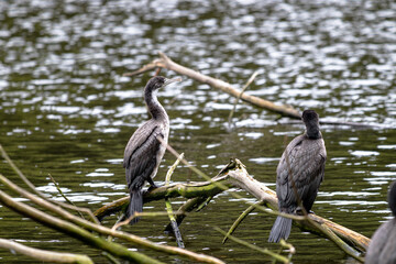 Pied Shag, Wellington region in New Zealand