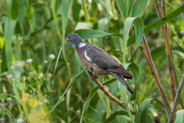 paloma torcaz posada sobre una caña con fondo verde (Columba palumbus)