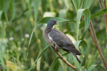Obraz premium paloma torcaz posada sobre una caña con fondo verde 