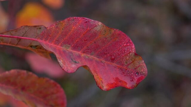 Autumn leaves of Smoke Tree with drops of dew in breeze (Cotinus coggygria) - (4K)