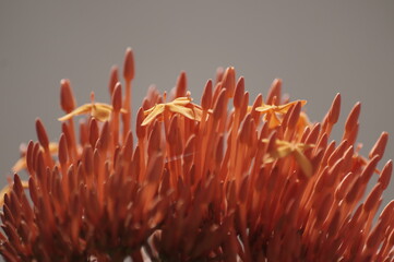 red and yellow flower
