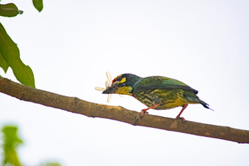 Bird : Bee-eater