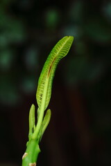 Young leaf of Plumeria tree on dark background