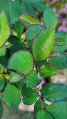 leaves