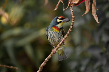 Bird : Bee-eater
