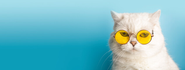 Funny cat in sunglasses. Cat with glasses on a light blue clean sunny background. Funny pets,...