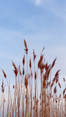 reed in the wind