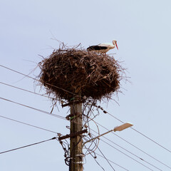 stork in nest on electricity pole
