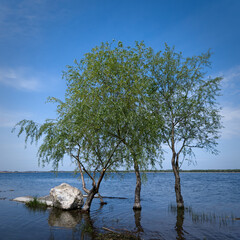 Trees growing in water