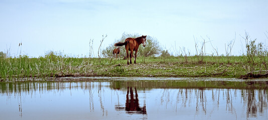 Horse Panoramic, low resolution crop...