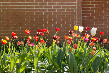 Tulip bed