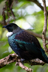 New Zealand Tui perched in a tree surveying its land