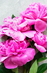 Peony flowers on a grey concrete background