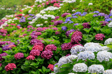 Obraz premium 紫陽花