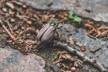 May beetle Melolontha sitting on on a rocky path in the park