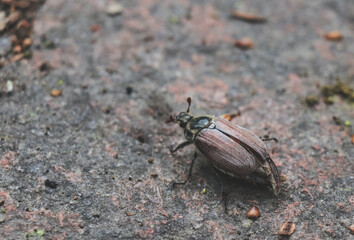 May beetle Melolontha sitting on on a rocky path in the park