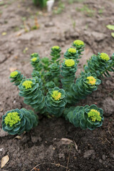 Elongated green succulents Crassula marnieriana with yellow flowers grow outdoors