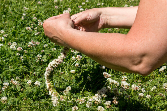 Female hands gather flowers for a flower wreath, White flowers, green grass on a summer day.