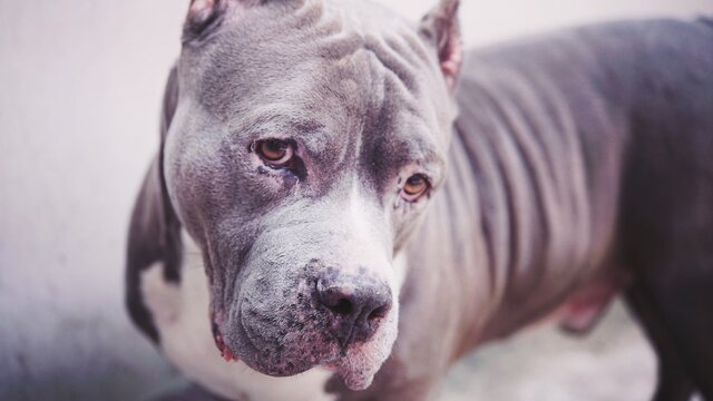  American pit bull terrior  face   