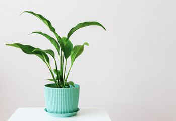 Indoor plant Spathiphyllum in a blue patterned flowerpot stands on a white pedestal against a wall background
